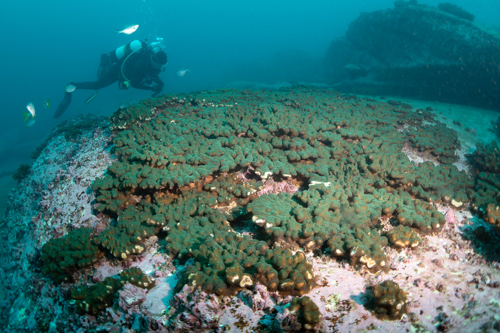 Pocillopora aliciae corals in Sydney #marineexplorer