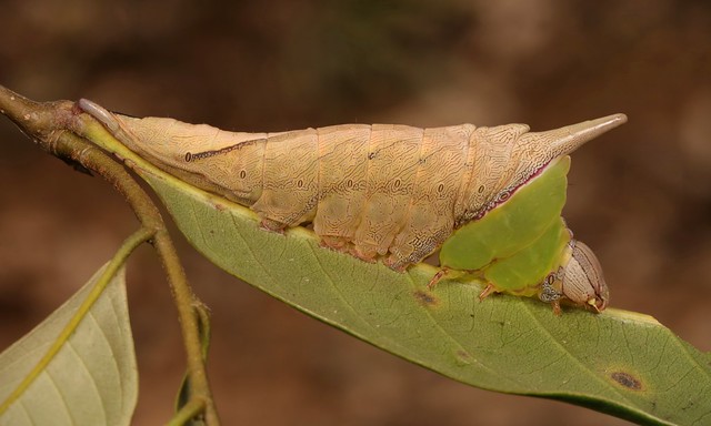 Prominent Moth Caterpillar (Neopheosia fasciata, Notodontidae)