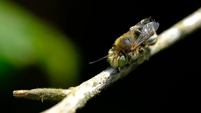 Anthophora bimaculata (Little Flower Bee)