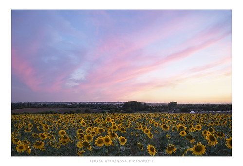 hitchin hertfordshire herts lavenderfarm sunflower field sunset colour summer flower