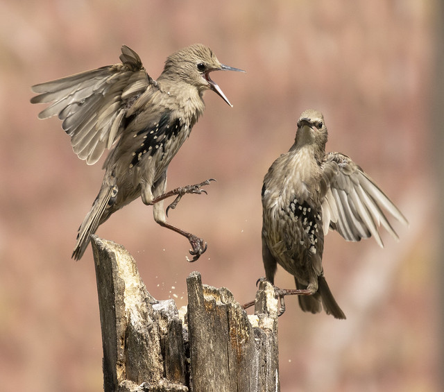 Juvenile Starlings
