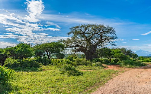 driveby baobab trees tanzania vistas villagescenes kilimanjaroregion usambaratoarusha