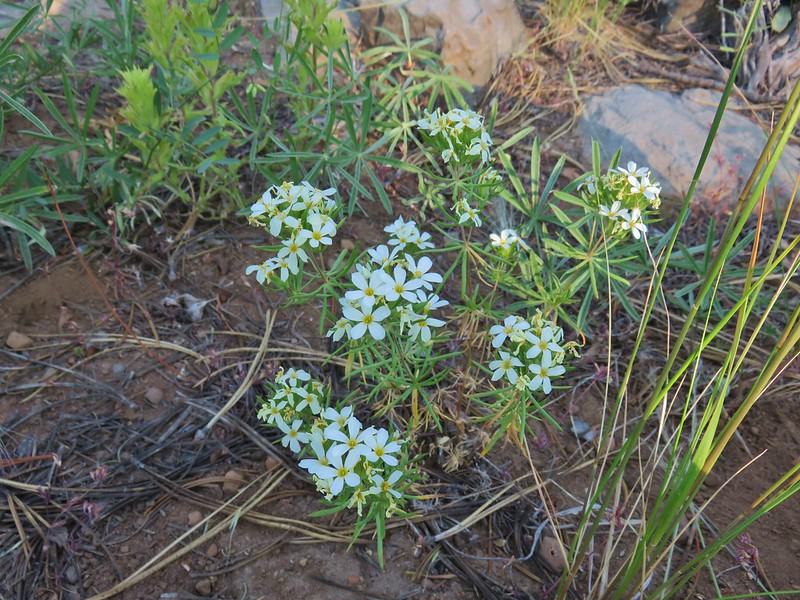 Nuttall's linanthus