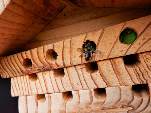 nature insect wooden wings nest beautifulnature beehotel nikoncoolpixs9700 smileonsaturday insectsandco megachilidae leafcutterbee