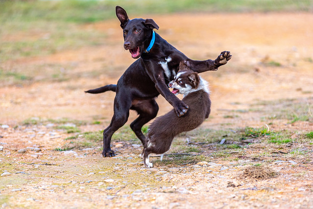 Puppies playfighting