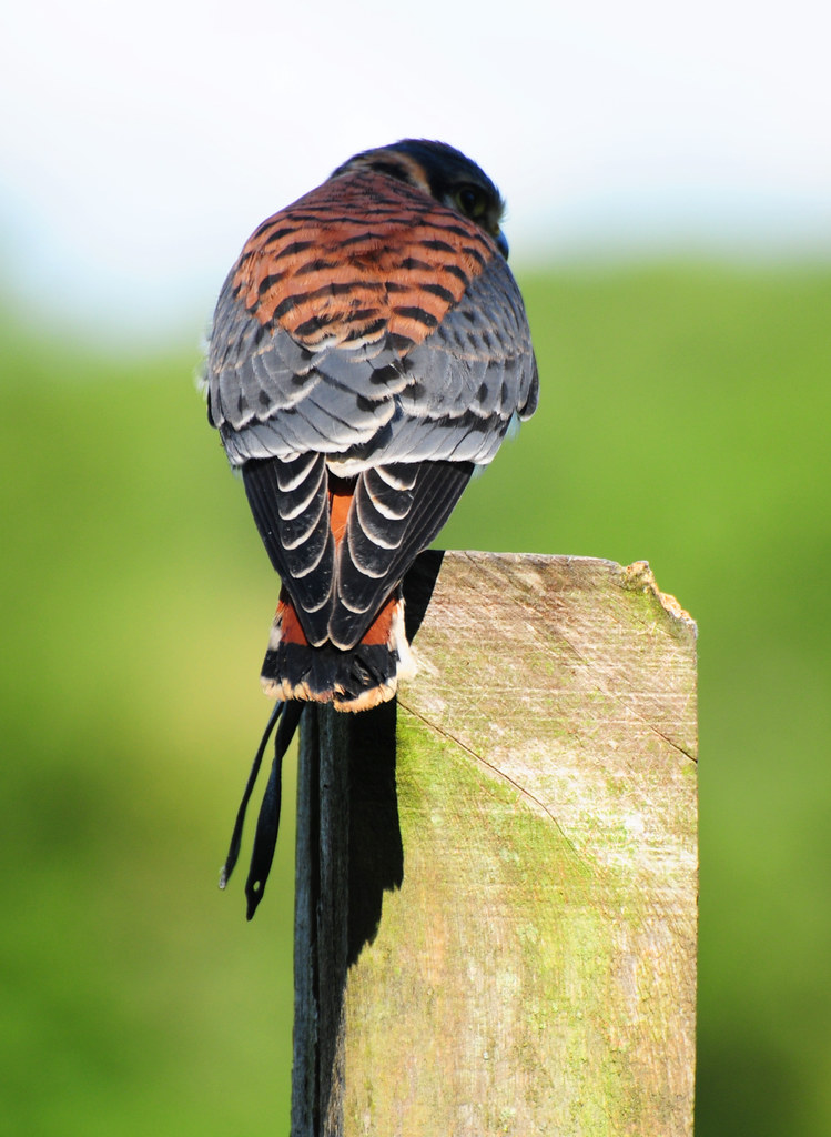 American Kestrel, Falco sparverius on Fence Post