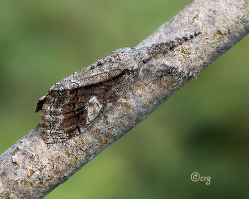 pennsylvania bradfordcounty moth tussock streakedtussock dasychiraobliquata