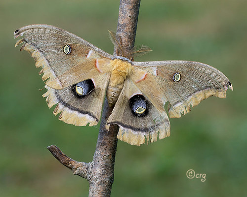 pennsylvania bradfordcounty moth polyphemus antheraeapolyphemus