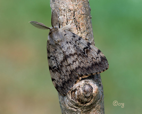 pennsylvania bradfordcounty moth gypsymoth lymantriadispar male