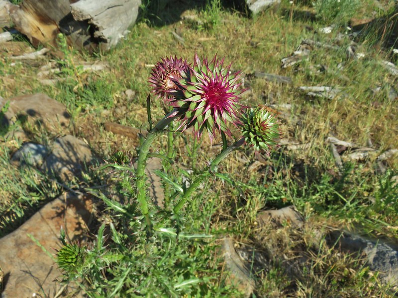 Musk thistle