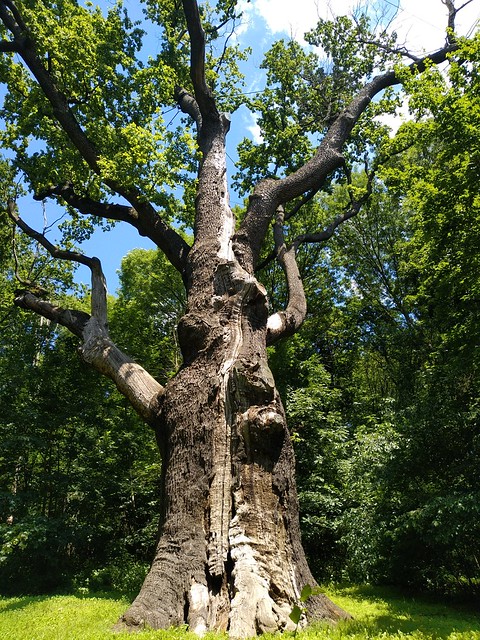 1100 years old oak tree / Дуб Максима Залізняка (Kholodny Yar, Ukraine)