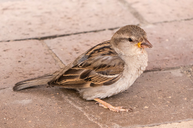 House Sparrow (juvenile?)