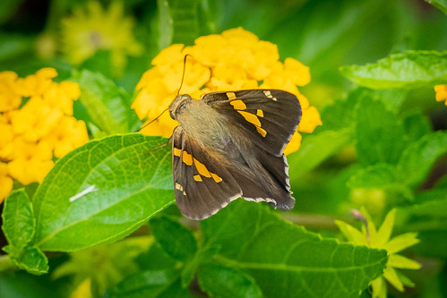 frenchpark silverspottedskipper butterfly ohio hamiltoncounty amberleyvillage