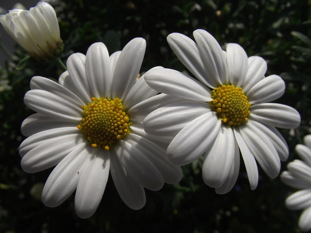 Fleurs Marguerites