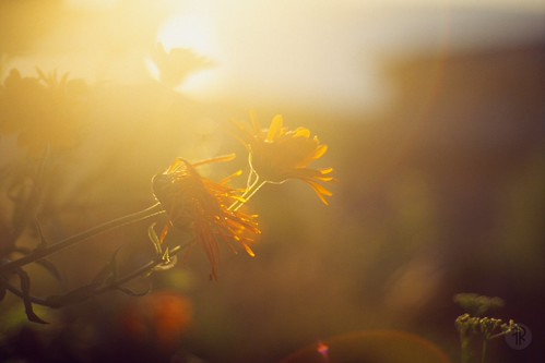 Sunset with flowers by FrankR_, contrejour elmaritr135mmf28 expired2010 flowers kodakelitechrome100 leicar4s reflectaproscan7200 tet