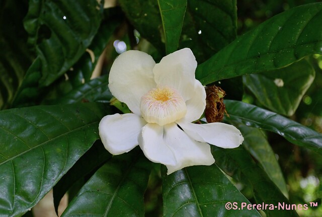 Flower of Gustavia Fruit, Heaven's Lotus Flower, Jeniparana,  Bergendal Resort, Suriname