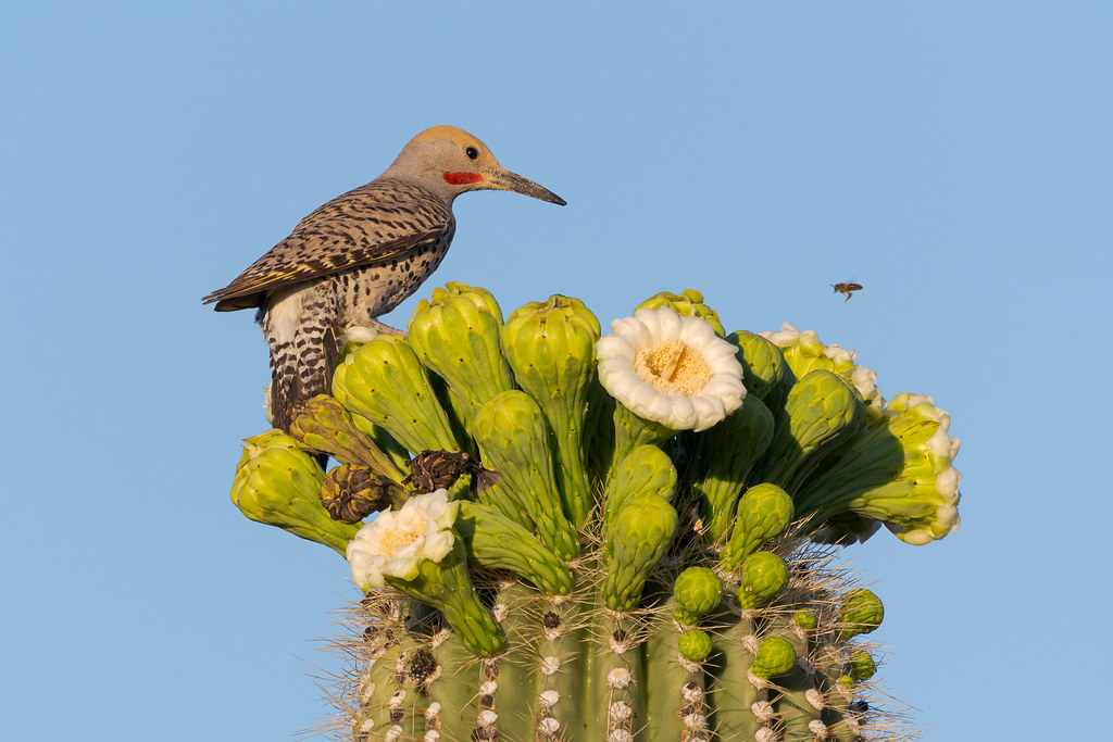 A male gilded flicker perches on saguaro blossoms while a honeybee hovers nearby on the Chuckwagon Trail in McDowell Sonoran Preserve in Scottsale, Arizona in May 2020