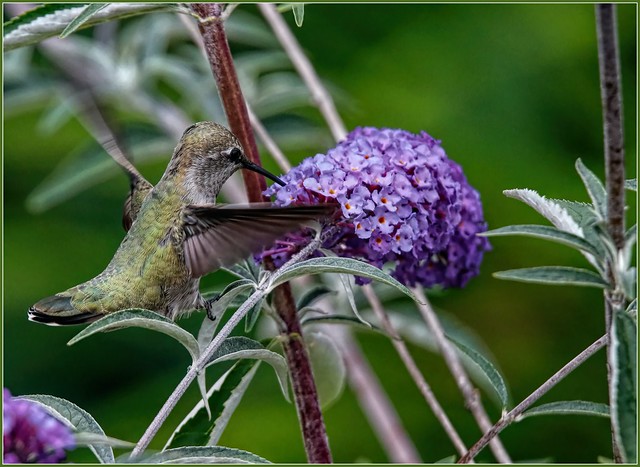 Hummingbird Day