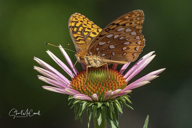 Meadow Frittilary Butterfly (Boleria bellona)
