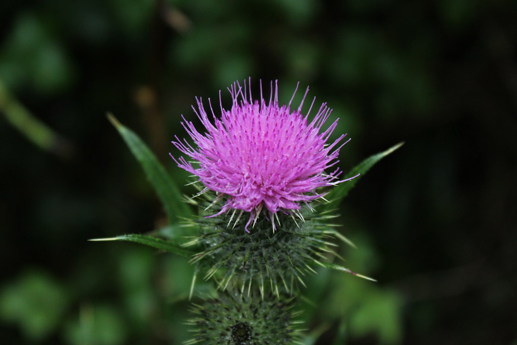 Saturday 25th July 2020. Wild spear thistle in bloom at Portumna Forest Park, Co Galway, Ireland.
