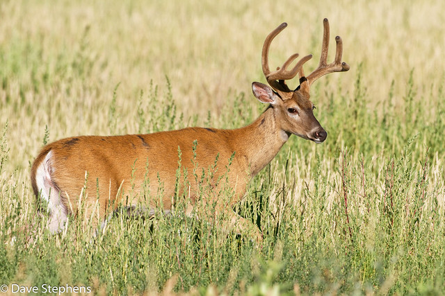 Handsome Buck In The Grass