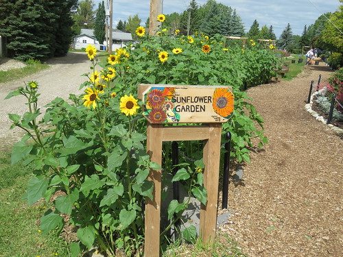 Sunflower Garden | by KiwiHugger