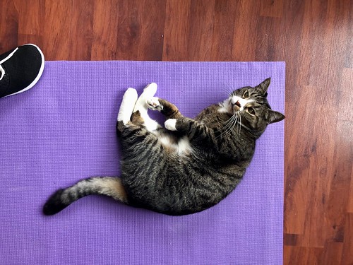 Watson on yoga mat
