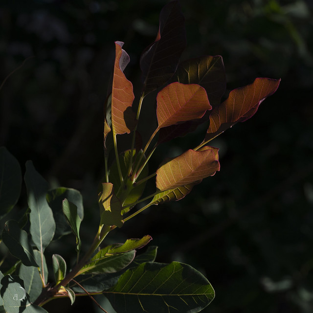 New smoke tree (cotinus) growth in late afternoon sun