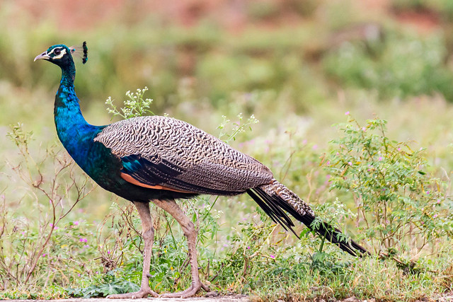 Indian peacock, Vellode, Erode