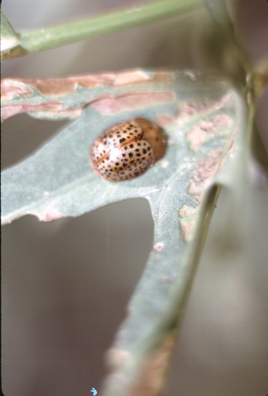 Chelymorpha cribraria (Fabricius, 1775) Chrysomelidae Coleoptera - Sweet Potato Tortoise Beetle - nymph