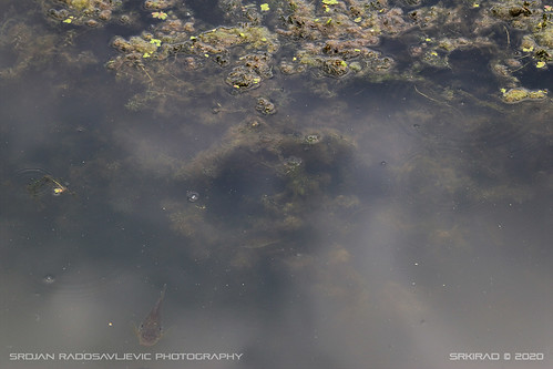 water reflection fish camouflaged hidden lake river ovćar kablar travel closeup