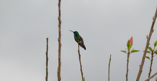 bird hummingbird nature