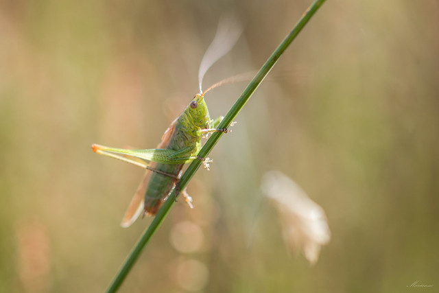 Waving grasshopper