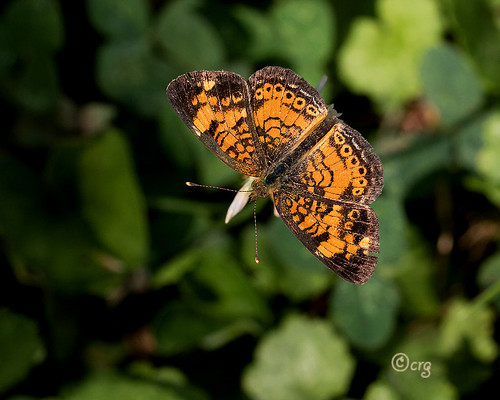 pennsylvania bradfordcounty butterfly pearlcrescent phyciodestharos