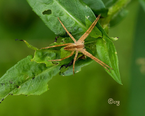 pennsylvania bradfordcounty spider nurseryweb