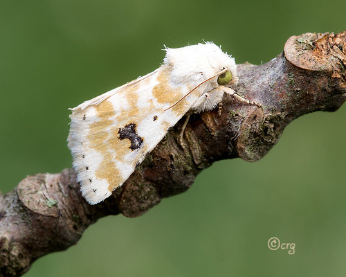 pennsylvania bradfordcounty moth goldenrodflowermoth schinianundina