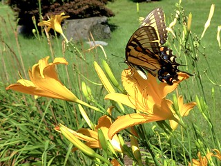 Gold on Gold - A monarch butterfly finds nectar in a lily at