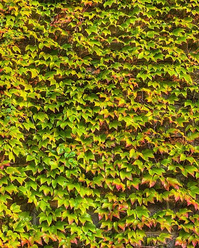 concrete goldenhour green ivy leaves nature paddenparkway repetition shotoniphone shotoniphone11pro sifton soundwall sunset sunsetlight vancouver vancouverwashington washington