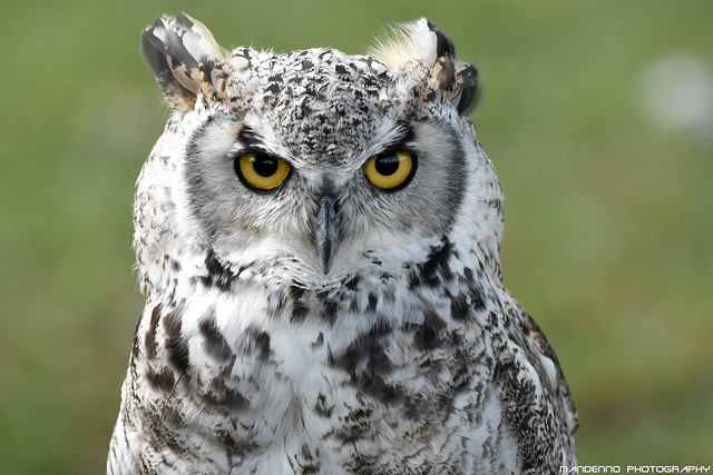 Canadian eagle owl - Falconry fair