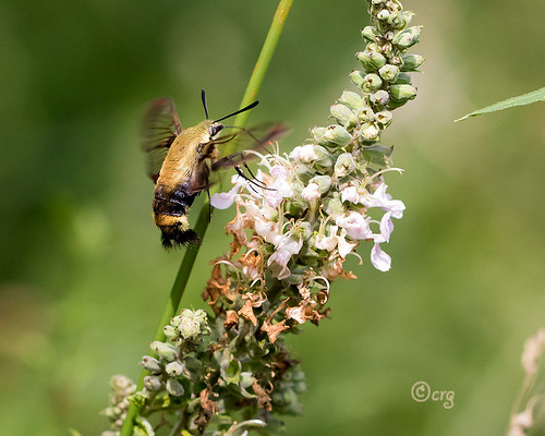 pennsylvania bradfordcounty moth snowberryclearwing hemarisdiffinis