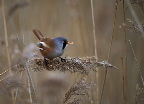 Beautiful Male Bearded Reedling | Beautiful Male Bearded Ree… | Flickr