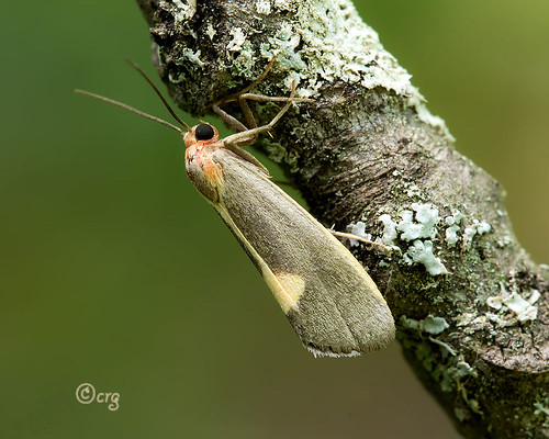 pennsylvania bradfordcounty moth leadcoloredlichen cistheneplumbea