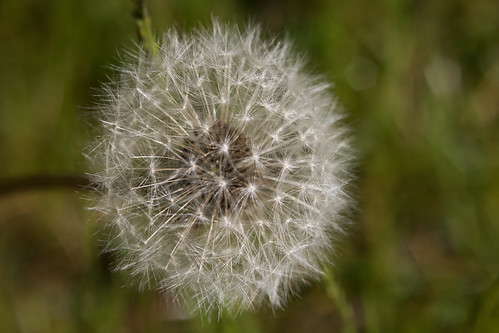 An image of a dandelion clock, a popular image from the folklore of time, © Icy Sedgwick