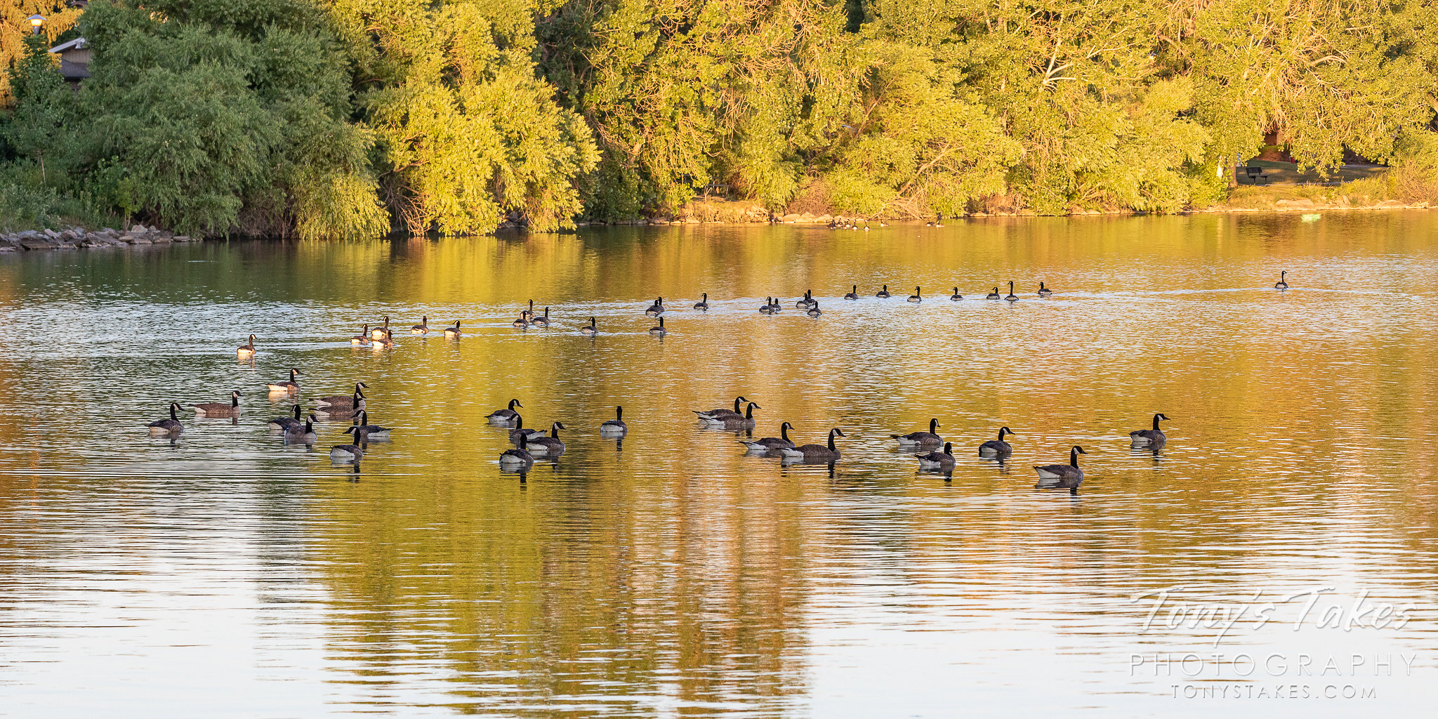 Geese on golden pond