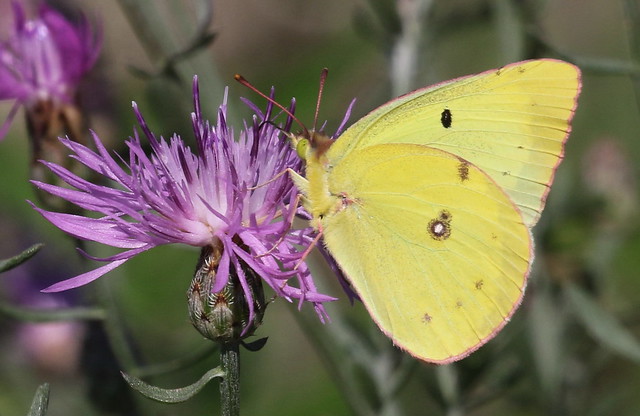 Sulfur Butterfly and Knapweed (Explored 7/28/20)