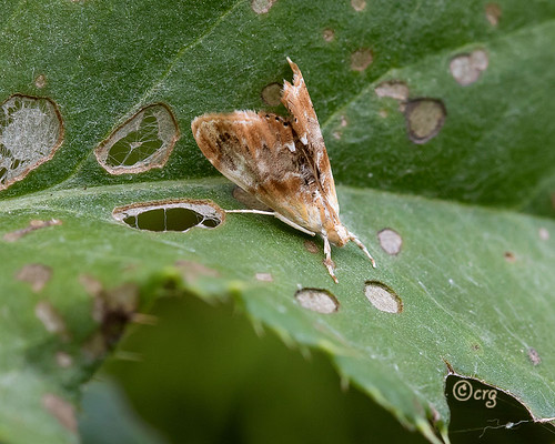 pennsylvania bradfordcounty moth juliasdicymolomia dicymolomiajulianalis