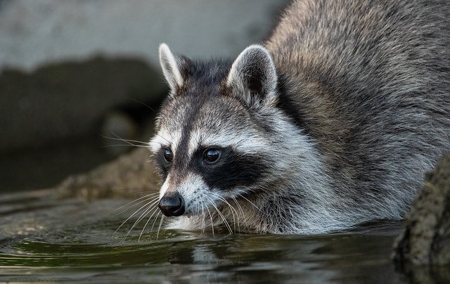 Raccoon working out the river banks in search of a tasty snack.