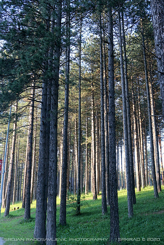 travel serbia srbija zlatibor mountain forest dense density sunset evening trees conifers pine pinewood