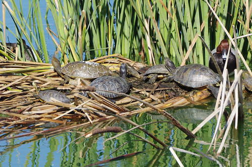 portugal saolourenco nature reptile terrapin wild wildlife