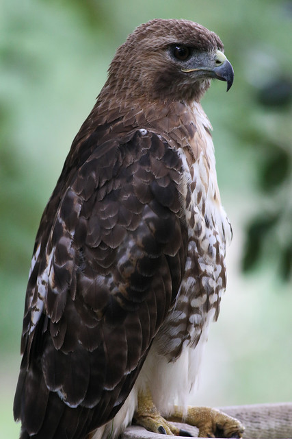 Red-tail